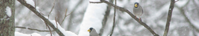 ikaru-winter.jpg